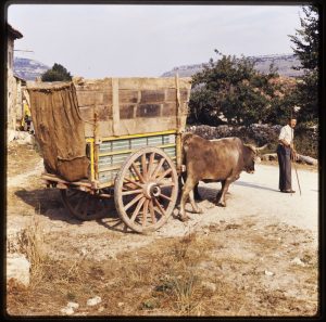 Luis Agromayor. Carreta de bueyes. Fotografía tomada entre 1970 y 2005.
