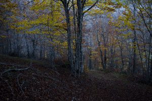 La Pernía, Palencia, 2021. Hayedo de Monte Gerino, en Lores. © Navia.