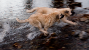 José Manuel Navia. Valle Estrecho, montaña de Palencia. 2021. Mastines de Laura Castrillo Acero, ganadera de 39 años, en San Martín de los Herreros.